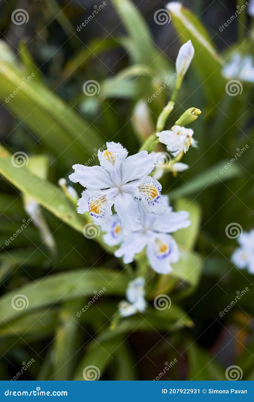 Iris japonica en floración imagen de archivo. Imagen de mariposa - 207922931