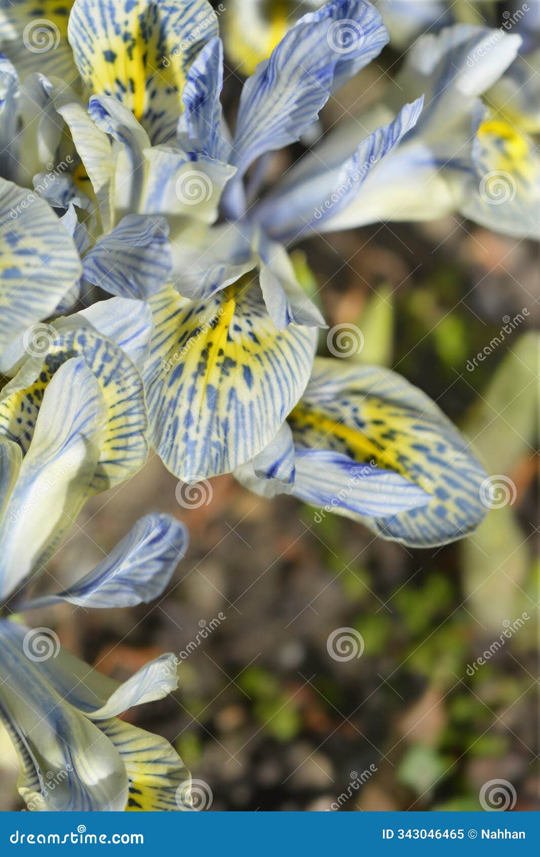 iris katherine hodgkin