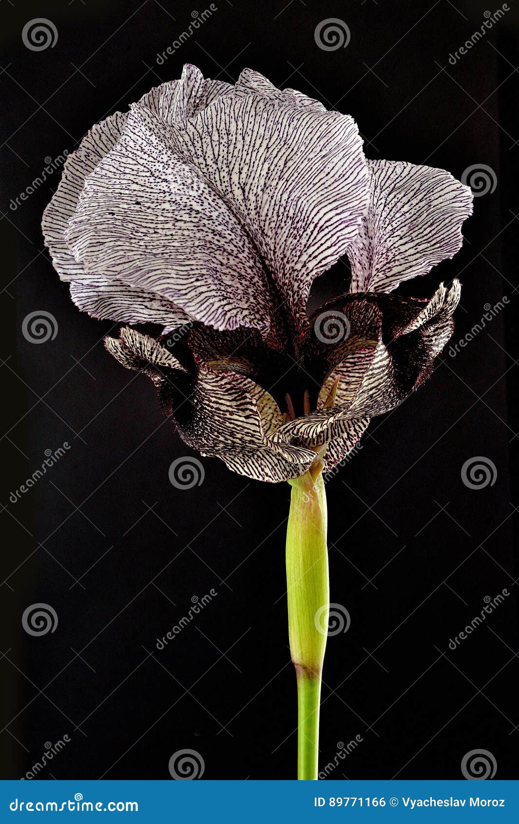 Iris Kirkwoodii lokalisierte auf Schwarzem. Eine Nahaufnahme seltener Blume Iris Kirkwoodiis gemacht auf schwarzem bakcground