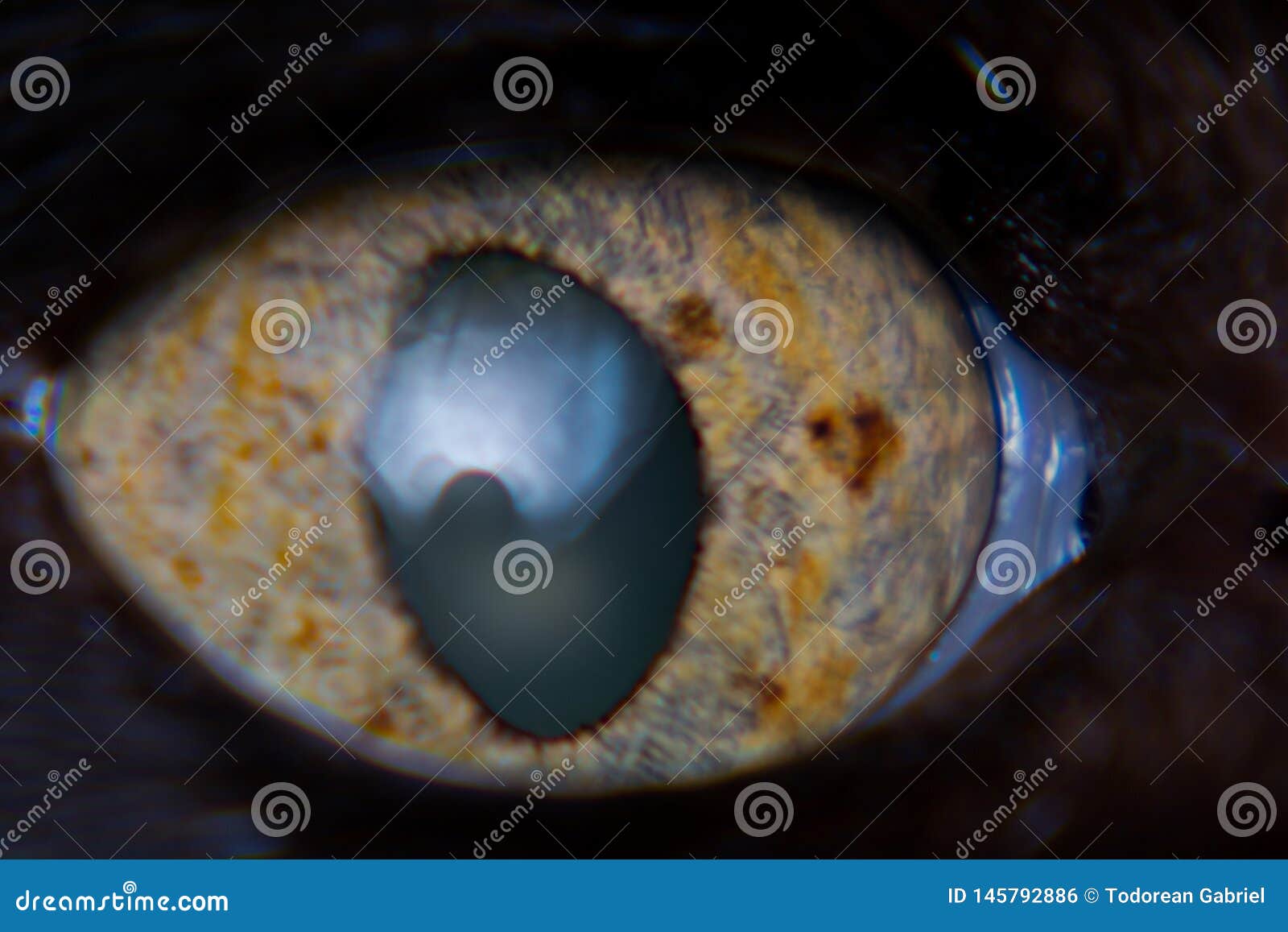 Iris Melanoma in Adult Cat, Iris Pigmentation Stock Photo Image of