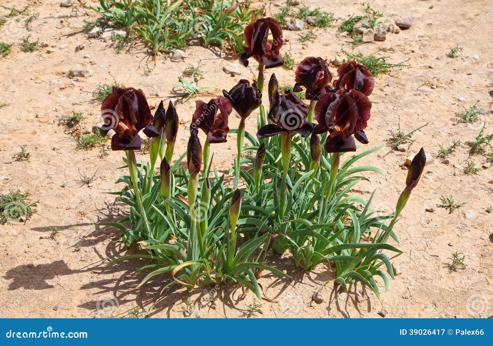 Iris negro imagen de archivo. Imagen de arena, planta - 39026417