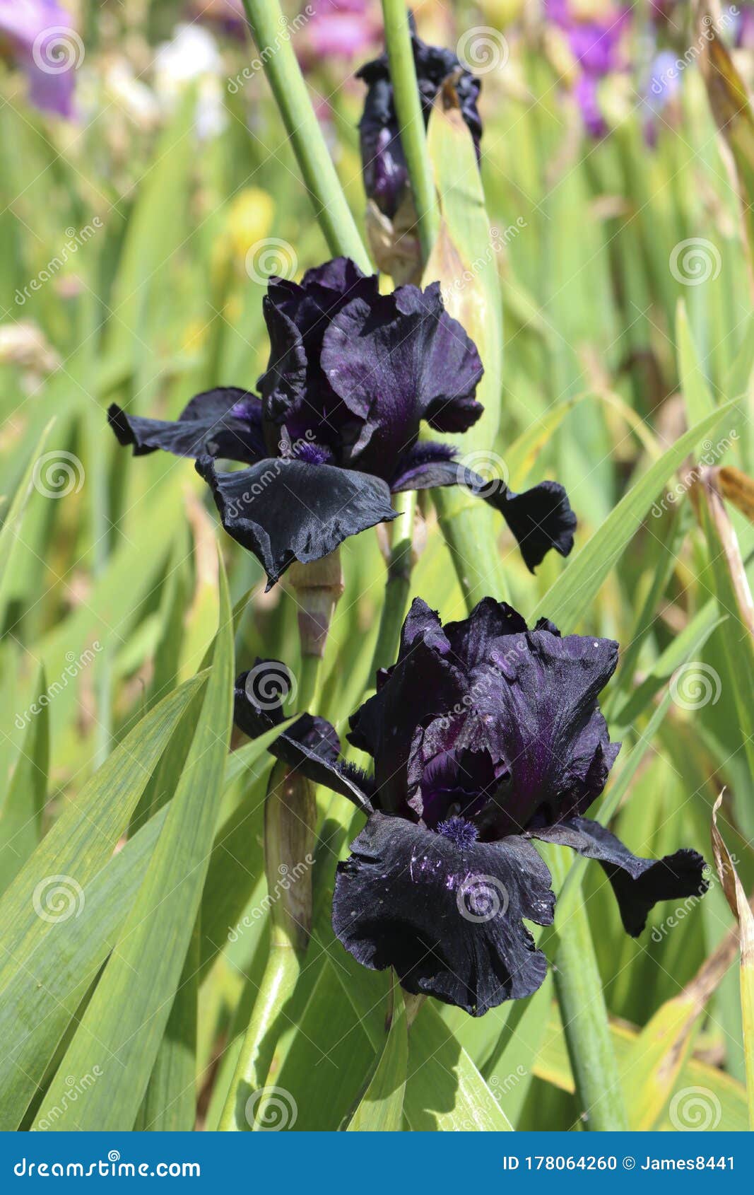 Iris negro. foto de archivo. Imagen de barba, color - 178064260 Iris negro. foto de archivo. Imagen de barba, color - 178064260