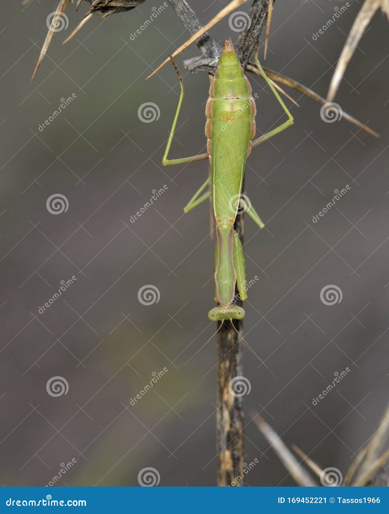 iris oratoria, also known by the common name mediterranean mantis or less frequently iris mantis, crete