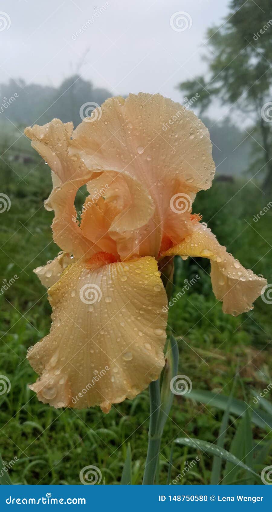 Peach Iris stock photo. Image of blooming, flower, peach 148750580