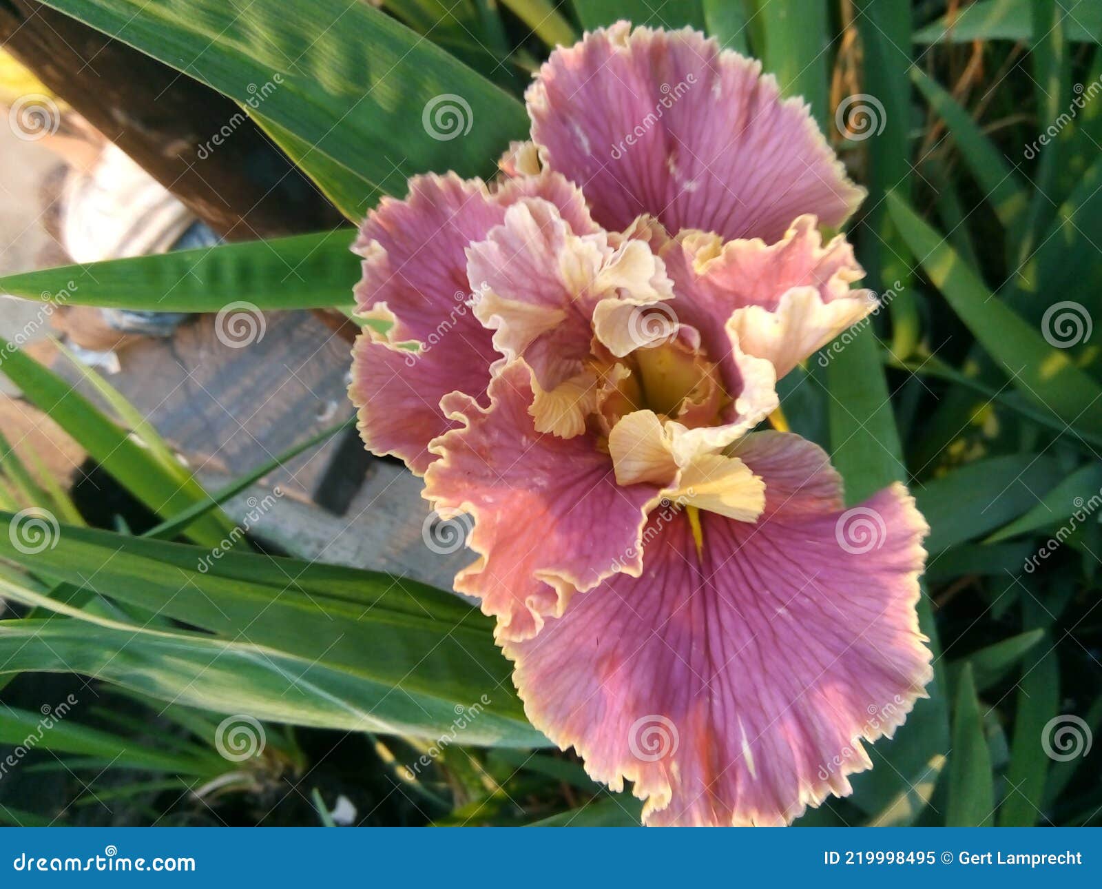 Iris. Planta De Flores De Color Exótico. Pobre Hombre Orquídea Imagen de  archivo - Imagen de colores, diafragma: 219998495