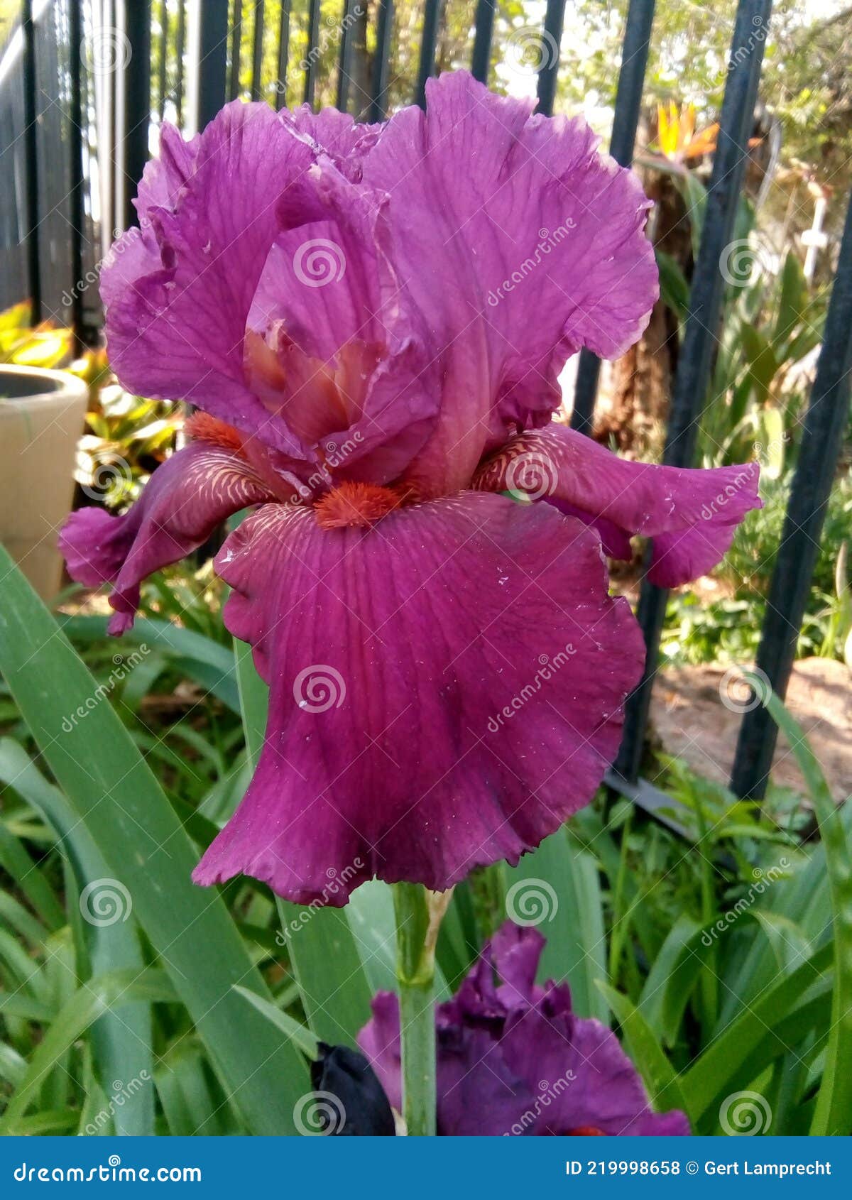 Iris. Planta De Flores De Color Exótico. Pobre Hombre Orquídea Foto de  archivo - Imagen de pobre, numeroso: 219998658