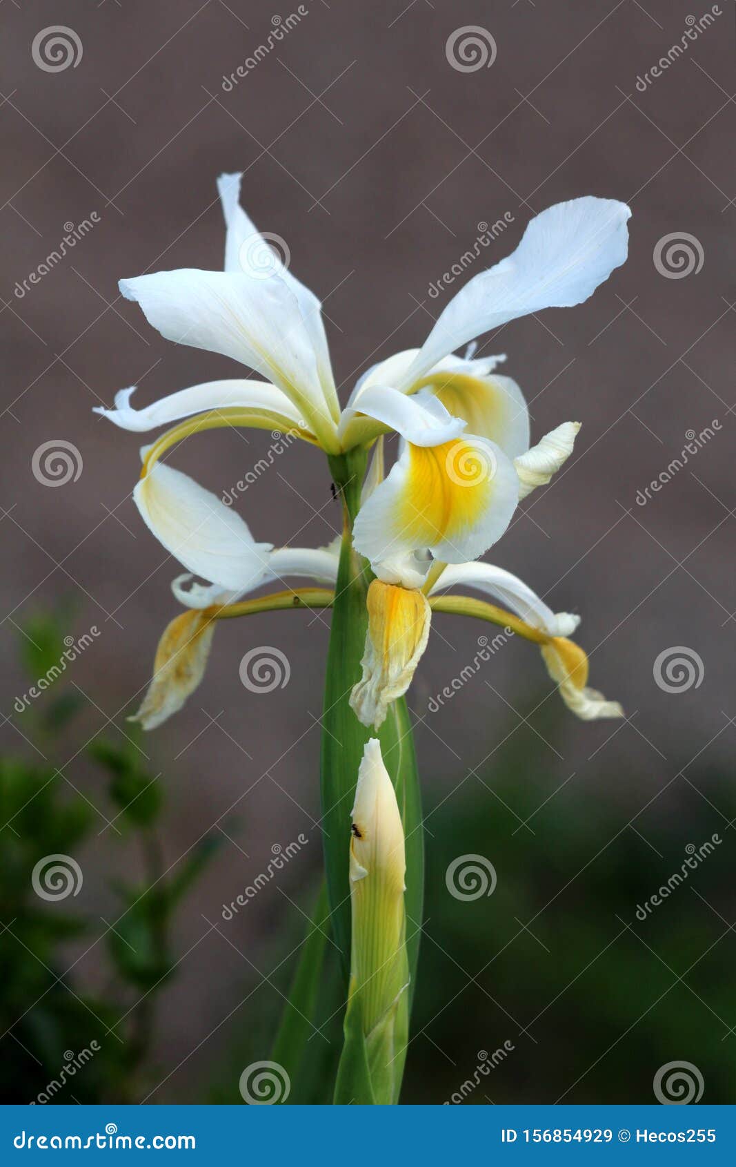 Iris Plante Vivace Fleurie Avec De Grandes Fleurs Blanches Et Jaunes En  Pleine Floraison Sur Une Longue Tige Unique PlantÃ©e En Vi Image stock -  Image du local, cheminée: 156854929
