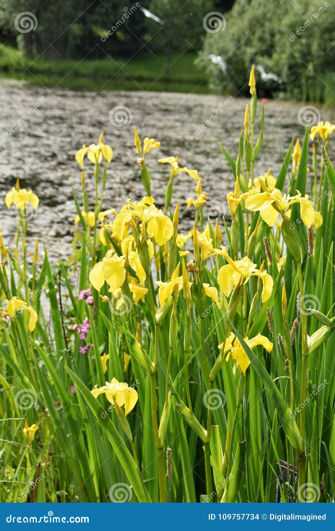 Iris Pseudacorus Water Iris by a Pond Stock Photo Image of shore