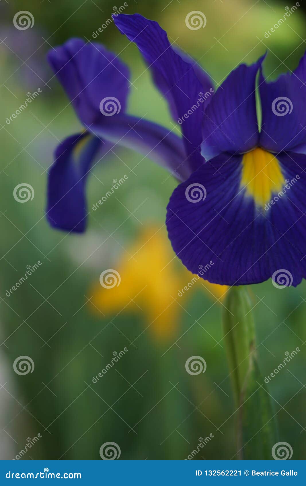 Iris stock image. Image of purple, garden, nature, yellow - 132562221