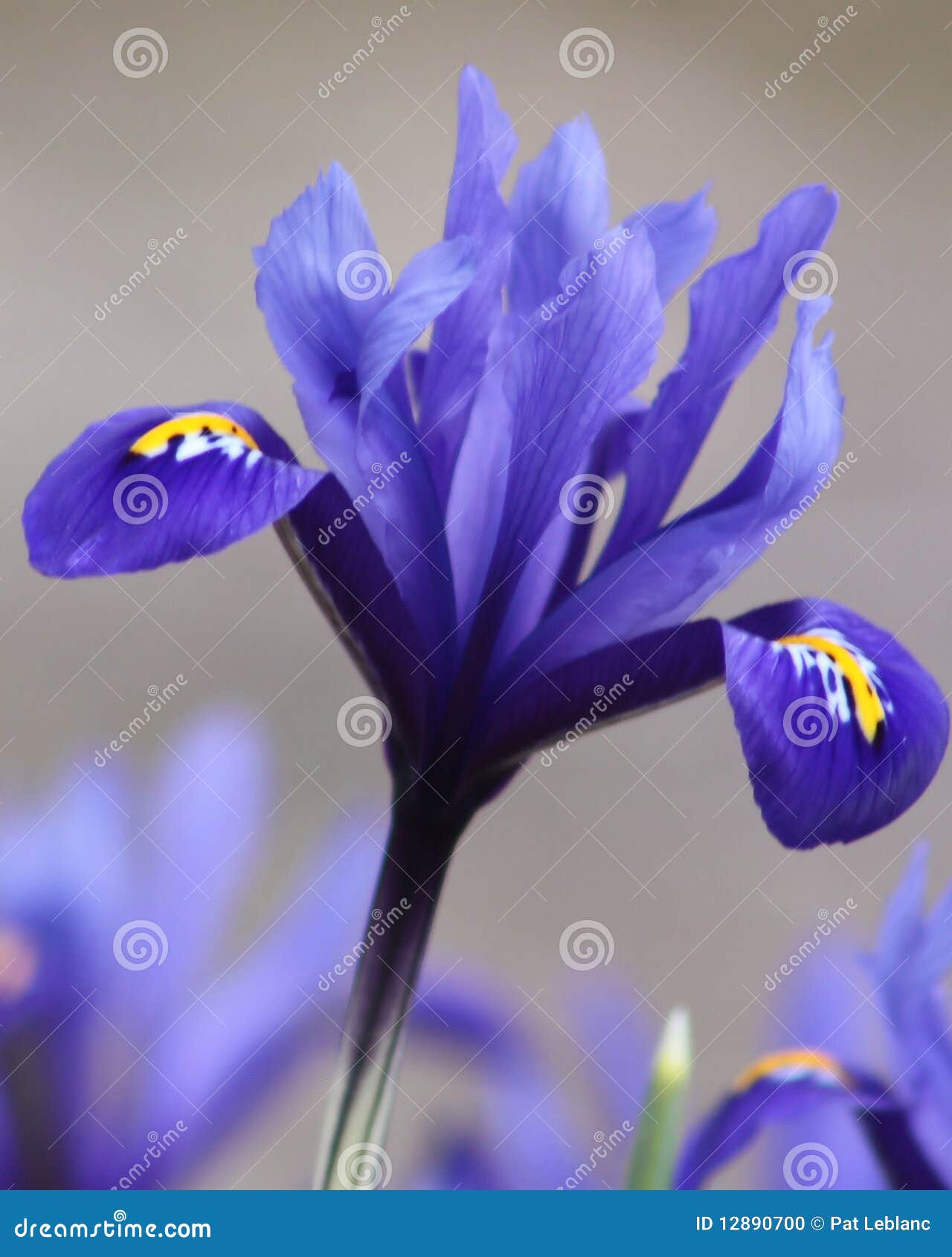iris reticula