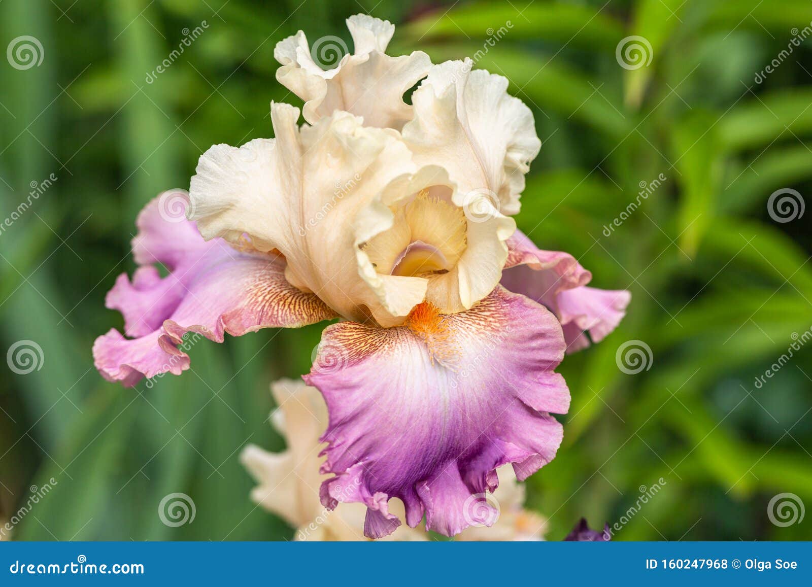Iris Rose De Perse in Garden Stock Photo Image of rose, iris 160247968