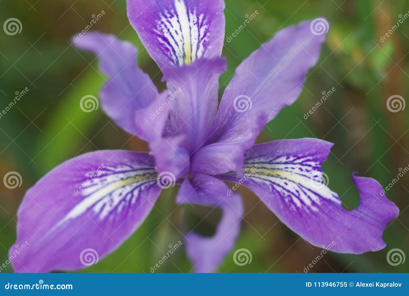 Iris Salvaje Douglas De La Montaña Imagen de archivo - Imagen de flor, flora: 113946755 Iris Salvaje Douglas De La Montaña Imagen de archivo - Imagen de flor, flora: 113946755