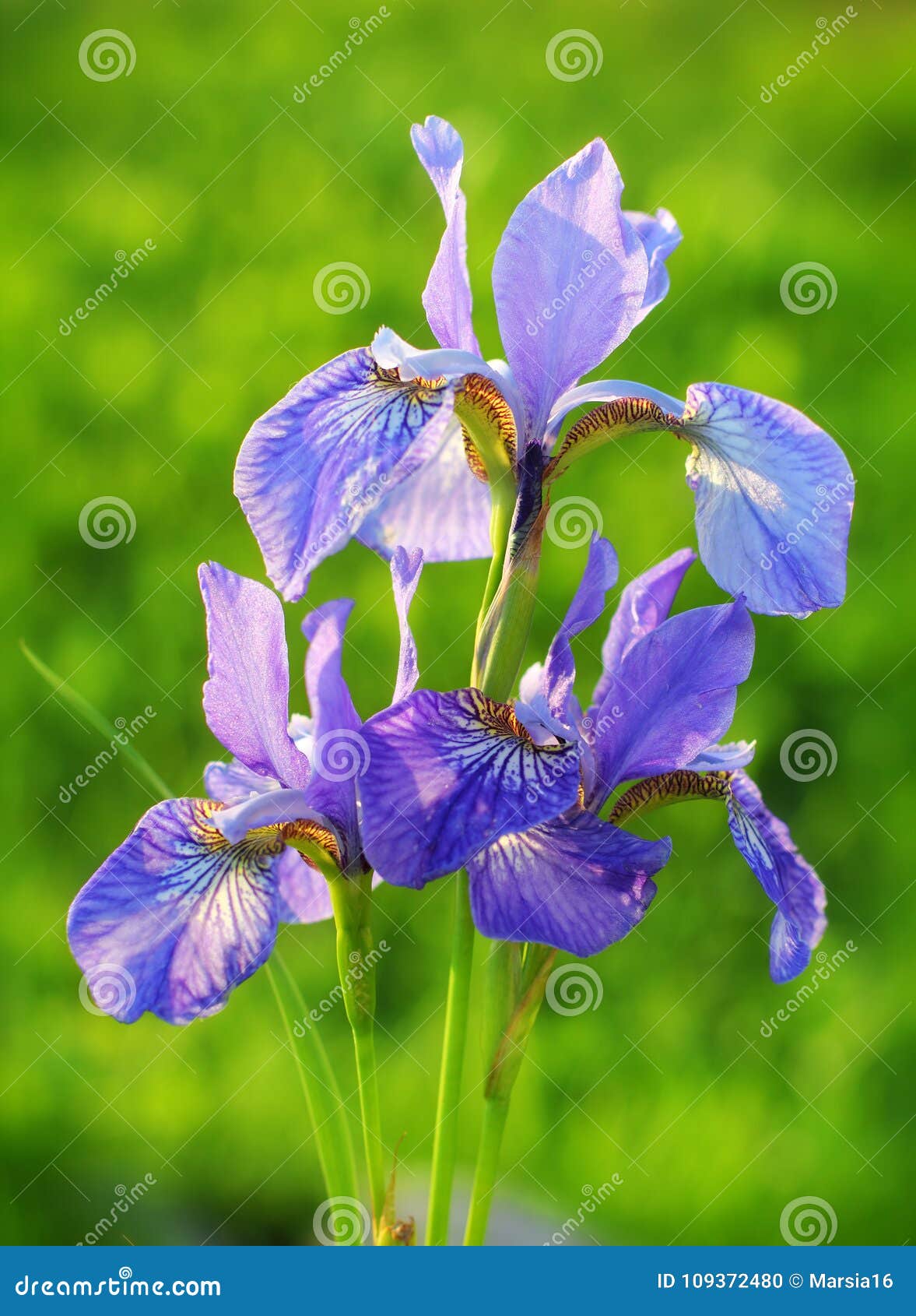 Purple and White Iris Flowers. Stock Photo   Image of background ...