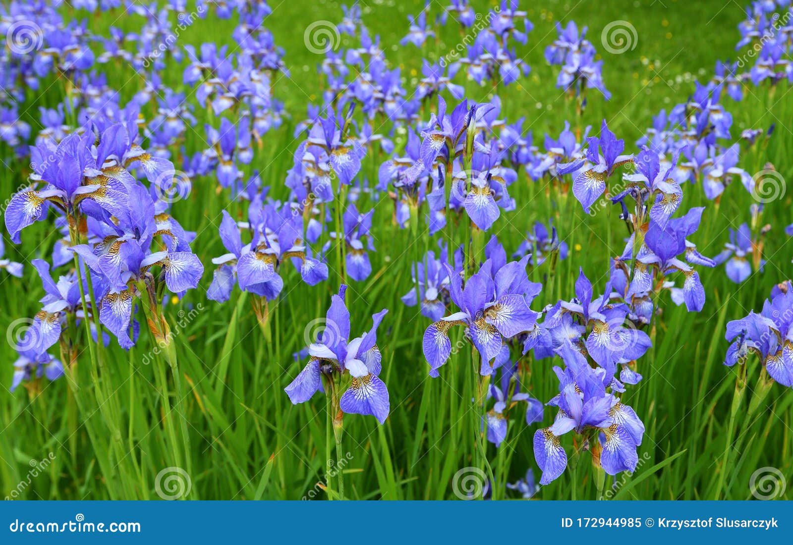Iris sibirica stock image. Image of blur, beauty, blue - 172944985