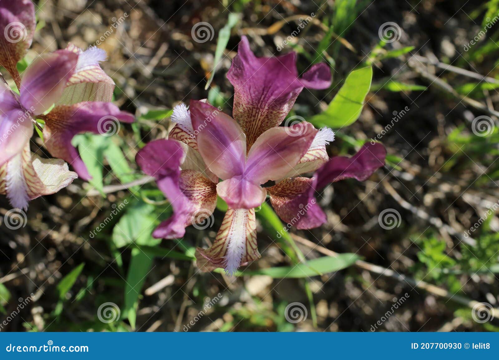 iris suaveolens - wild plant shot in the spring.
