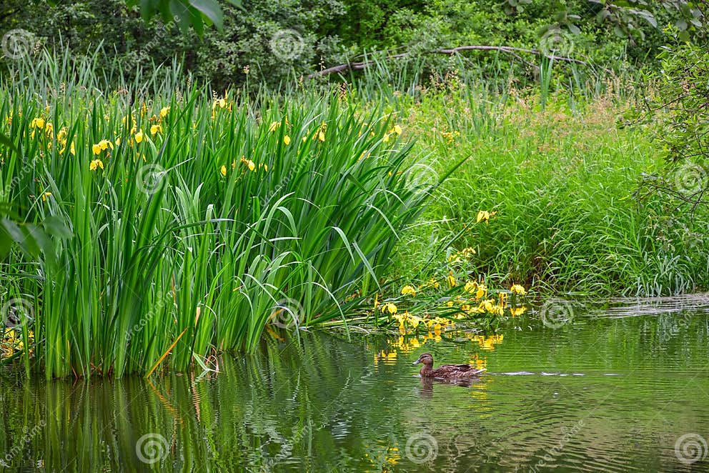 IrisSumpf Auf Einem Teich, Ein Teich Mit Gelben Blumen, Gelbe Iris