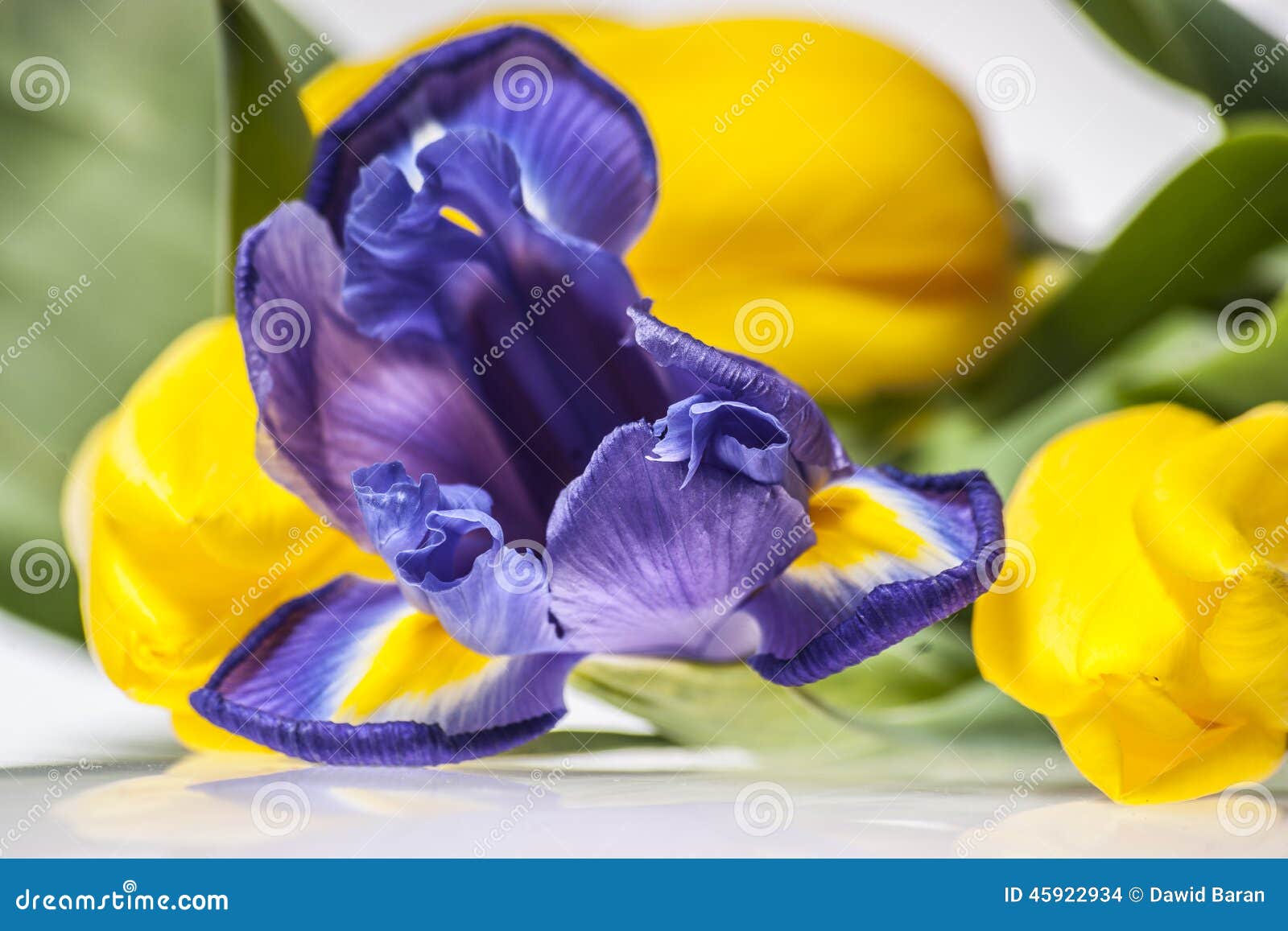 Iris with tulips stock photo. Image of beauty, tulips 45922934