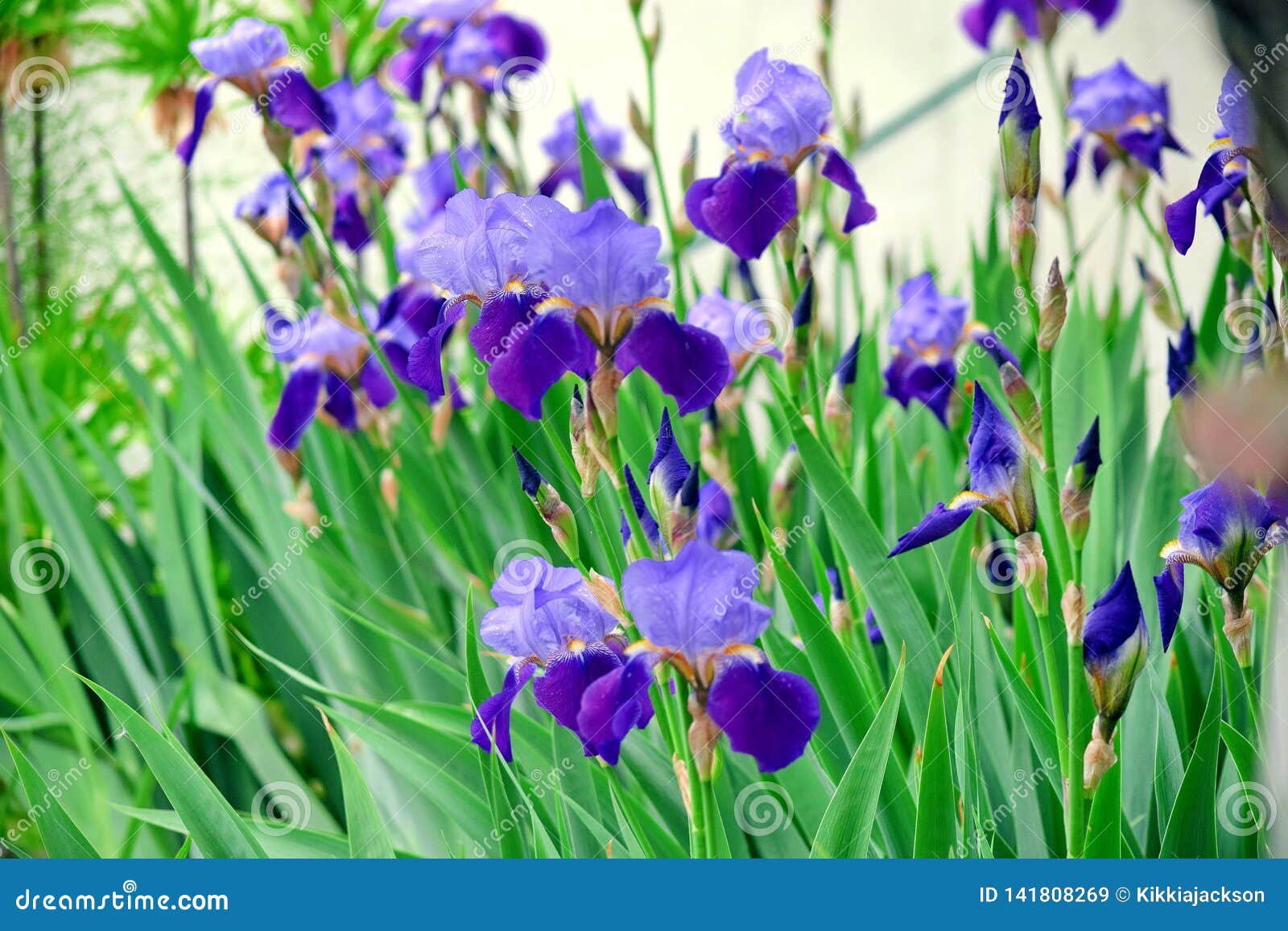 Iris Violet Flowers Stock Photo Detail-Close-up Stock Afbeelding ...