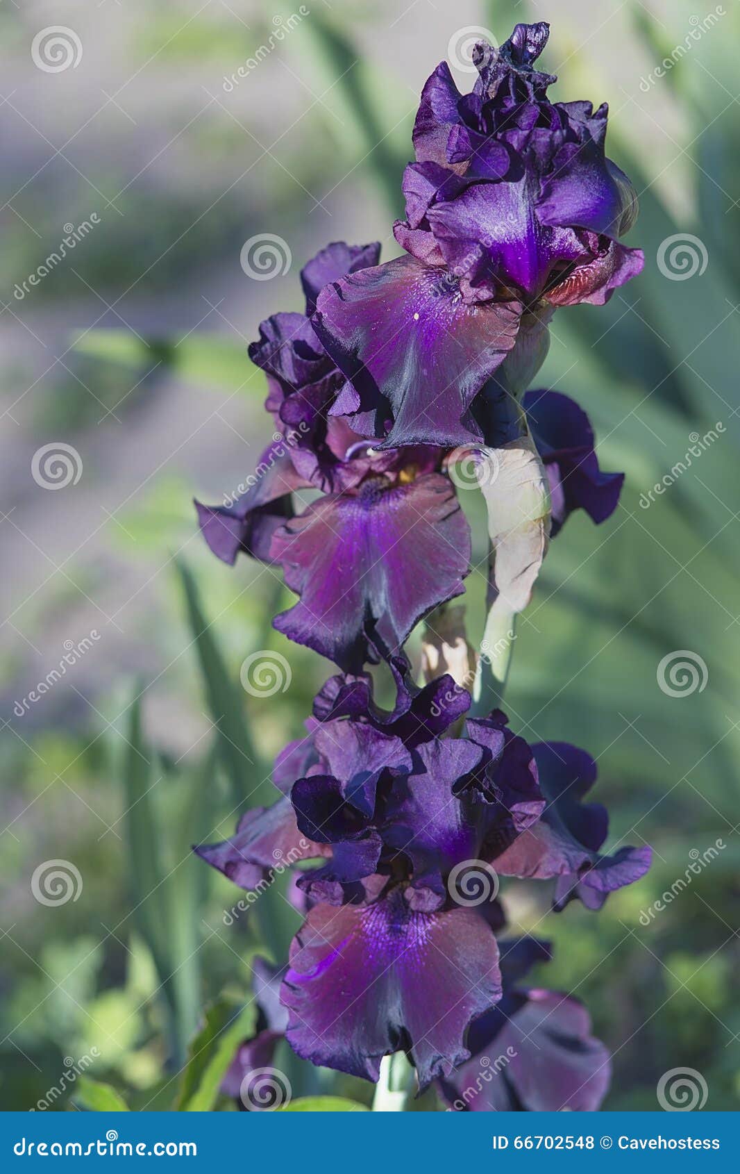Iris Violet Foncé Dans La Fleur Photo stock - Image du flore, fleurs:  66702548