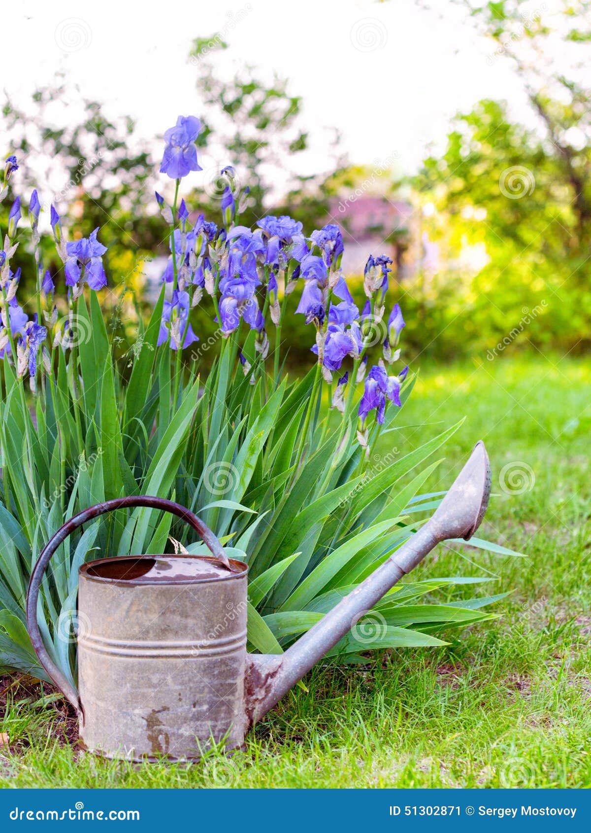 Iris stock image. Image of landscape, iris, flowerbed 51302871
