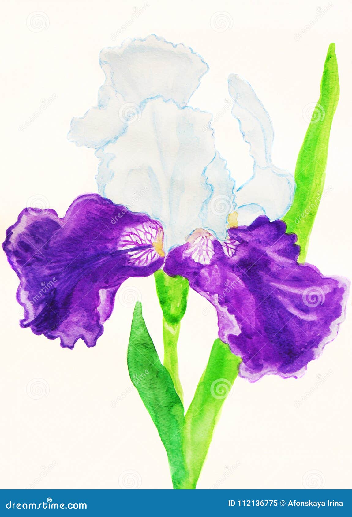 Iris in White and Violet Colours Stock Illustration Illustration of