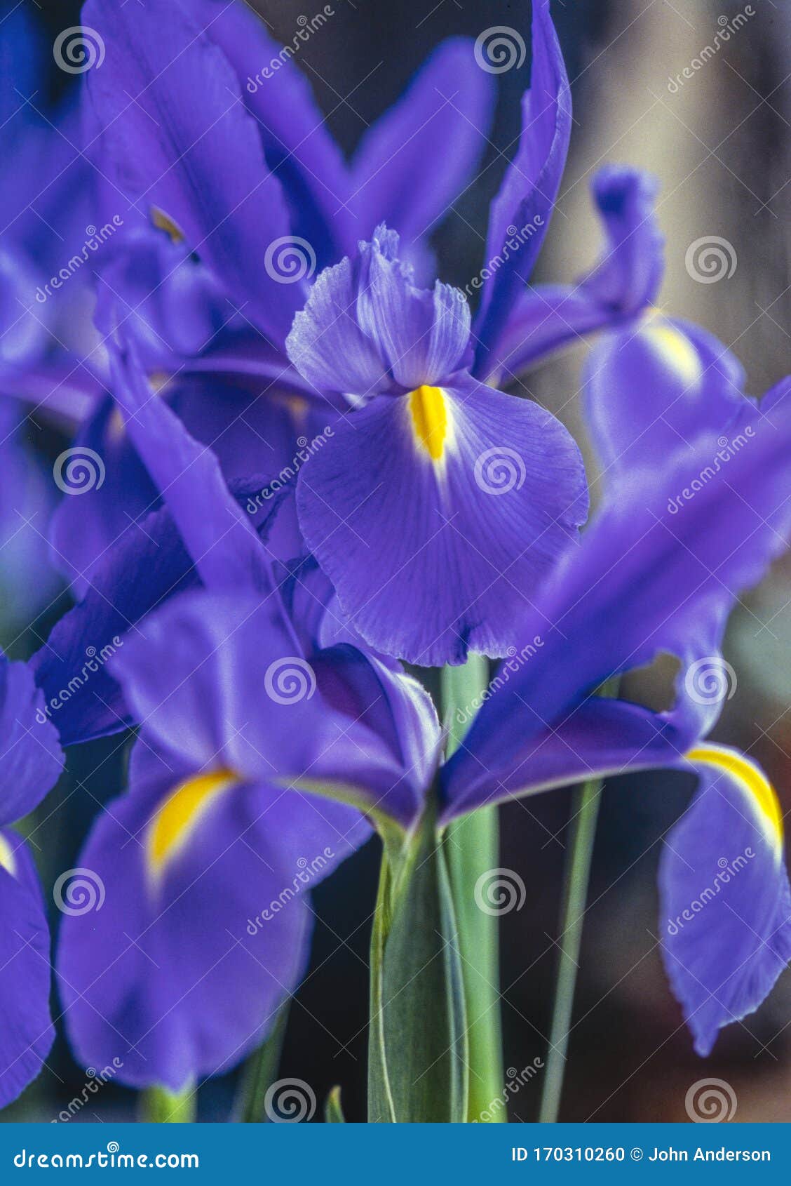 Iris xiphium,Spanish iris stock photo. Image of bloom 170310260