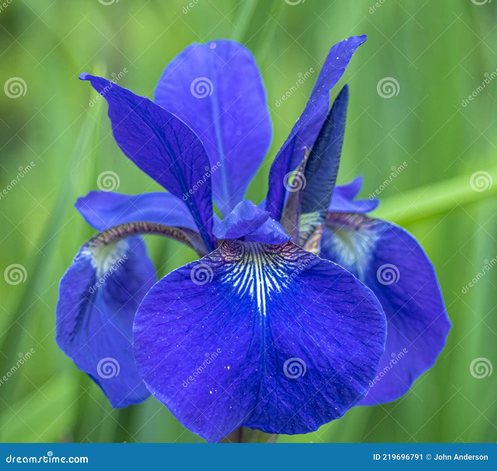 Iris xiphium,Spanish iris stock image. Image of flower 219696791