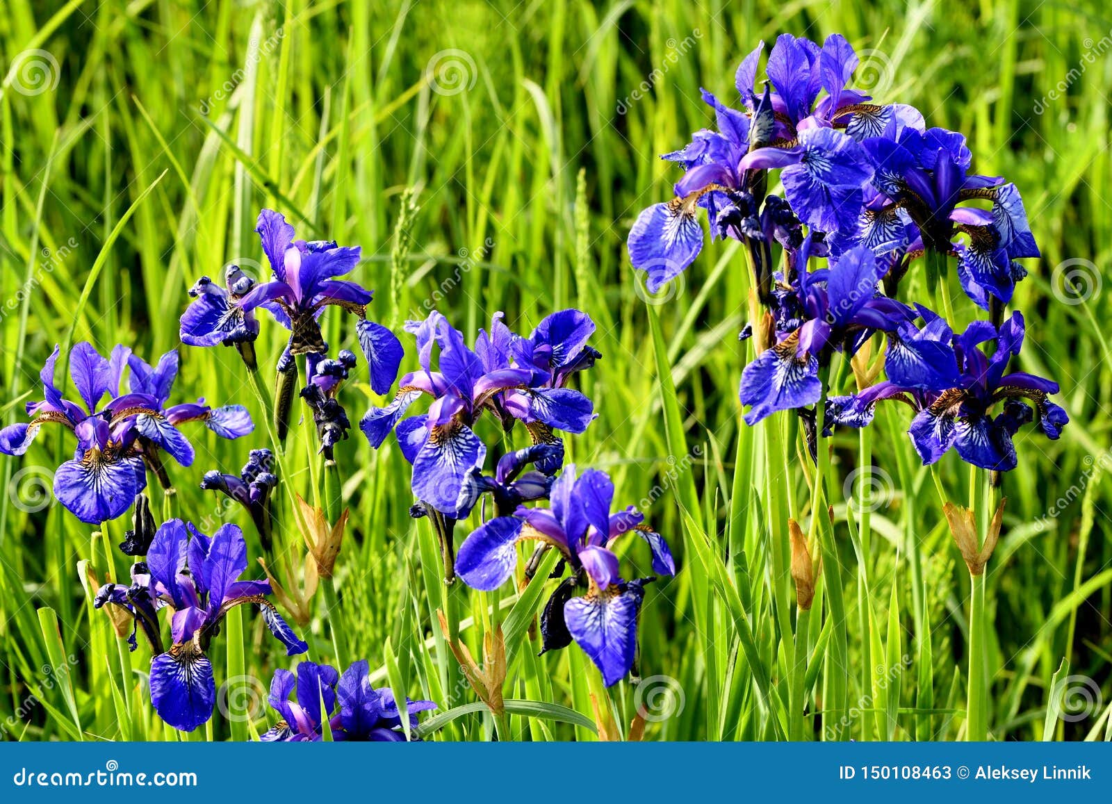 Irises bloom on the field stock image. Image of blossoming - 150108463