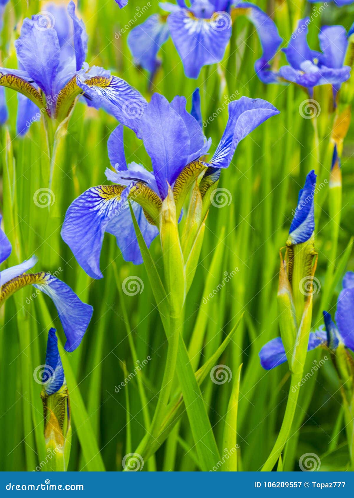 Irises. Closeup of Iris Flower Stock Image Image of green, park 106209557