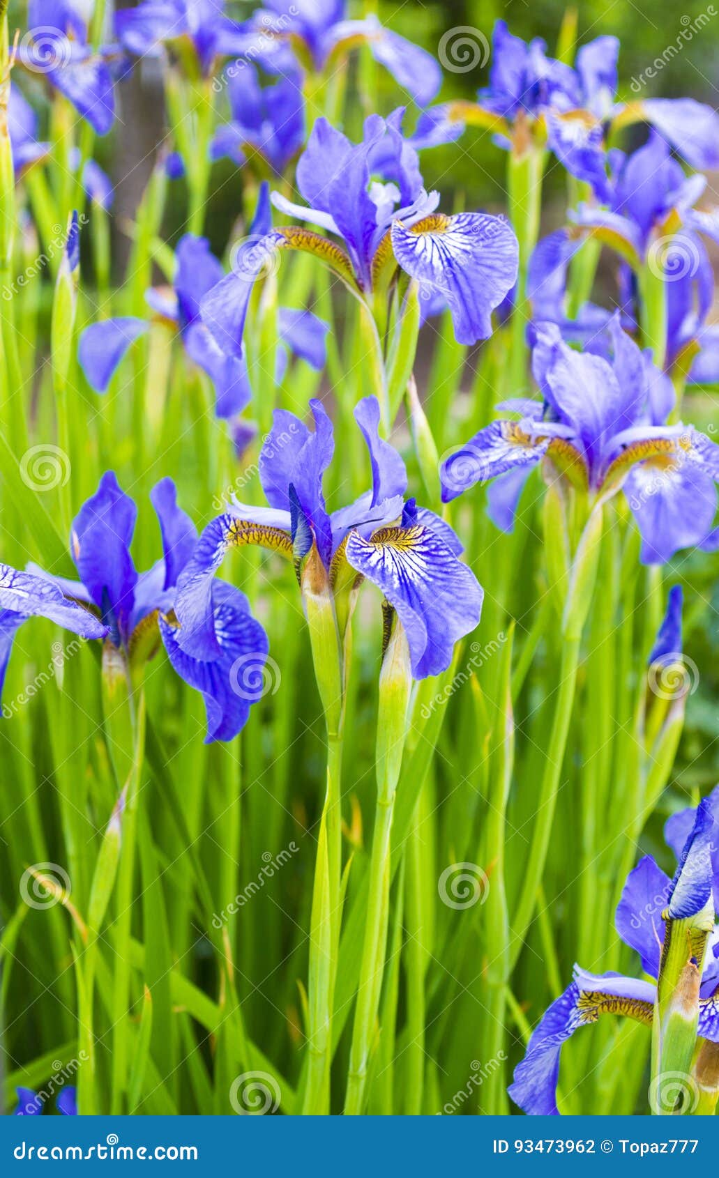 Irises . Close-up of Iris Flower Stock Photo - Image of iris, green ...