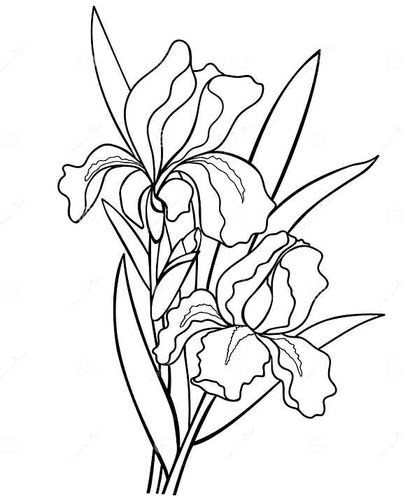 Irises Flowers with Leaves. Botanical Illustration. Line Drawing Stock ...