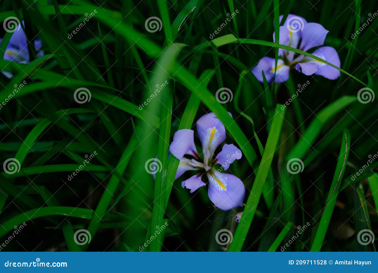 purple iris and green grass