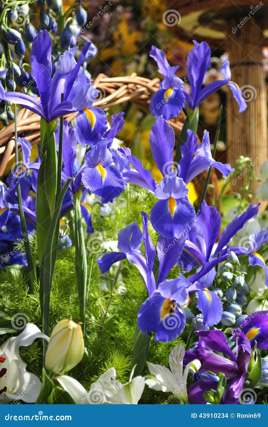 Irises stock photo. Image of irises, lilies, leaf, blue 43910234