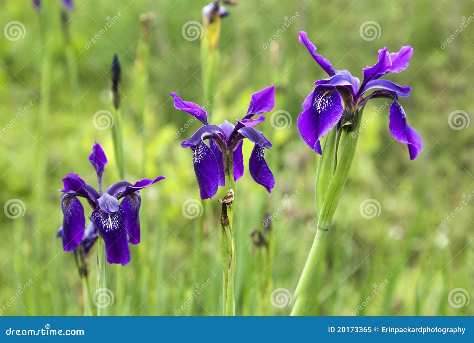 Irises purple tre fotografering för bildbyråer. Bild av grön - 20173365
