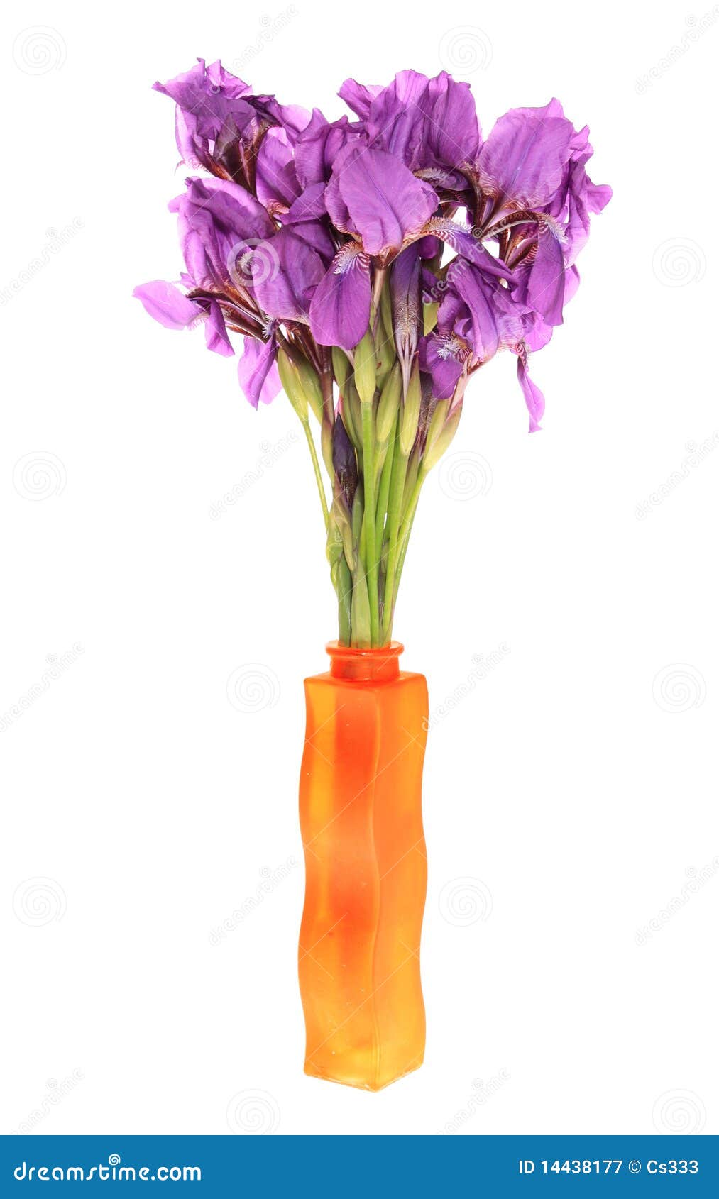Irises in a vase. stock image. Image of petals, buds 14438177