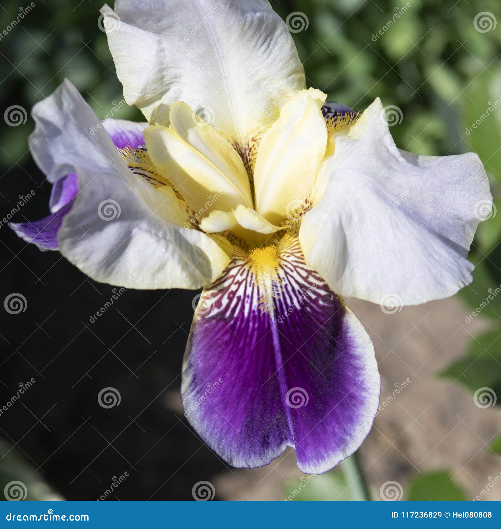 Irisez, Bel Iris De Blanc, Jaune Et Violet Image stock - Image du pétales,  violette: 117236829