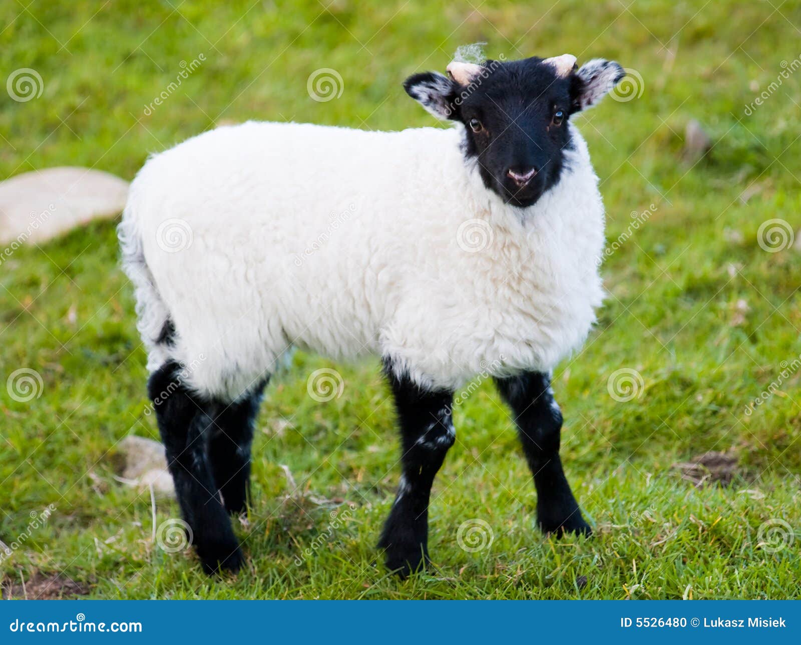 Baby Sheep Running On The Green Field Of Grass Royalty-Free Stock Image ...