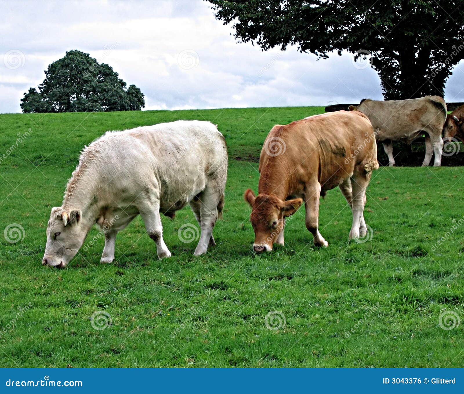 Irish Cattle stock photo. Image of animal, tourism, celtic 3043376