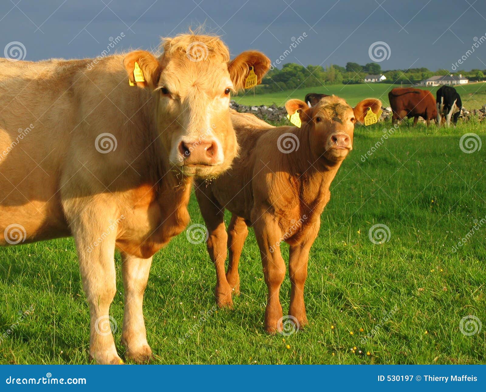 Irish cows stock image. Image of landscape, herd, lush 530197