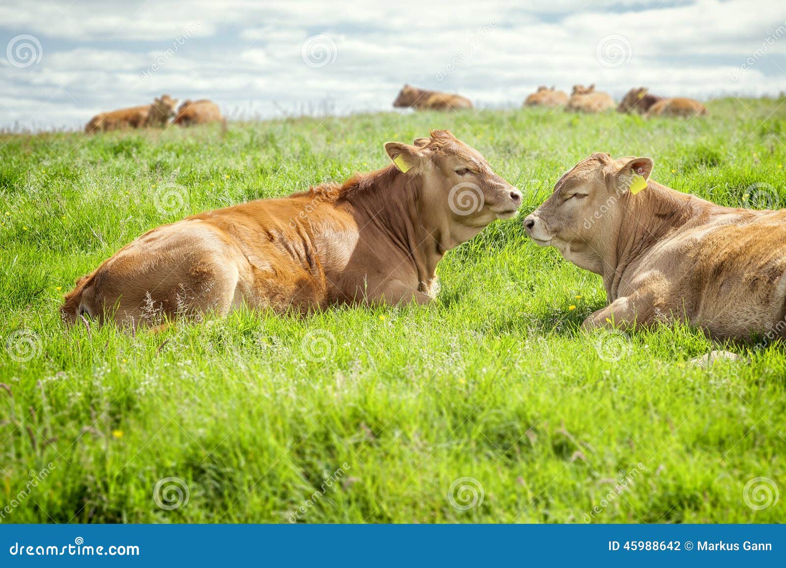 Irish cows stock photo. Image of black, european, county 45988642