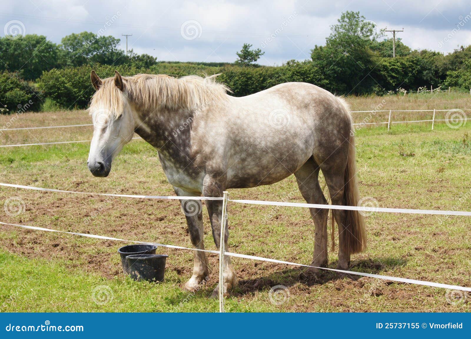 irish draught horse