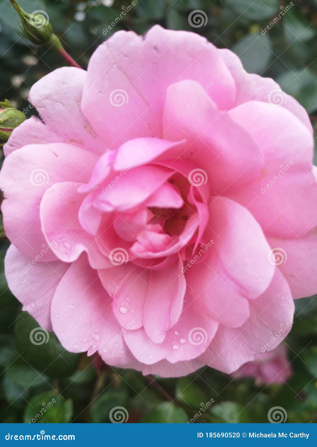 Irish flowers countryside stock photo. Image of tulip 185690520