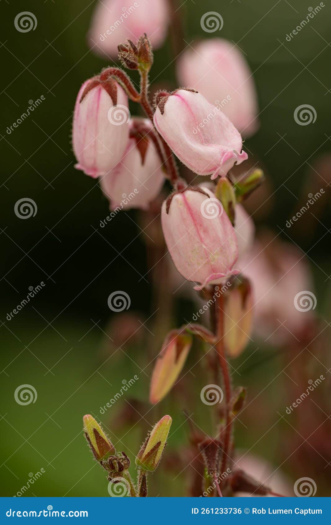 st. dabeocâs heath daboecia cantabrica irish princess,Â veined intense pink flower