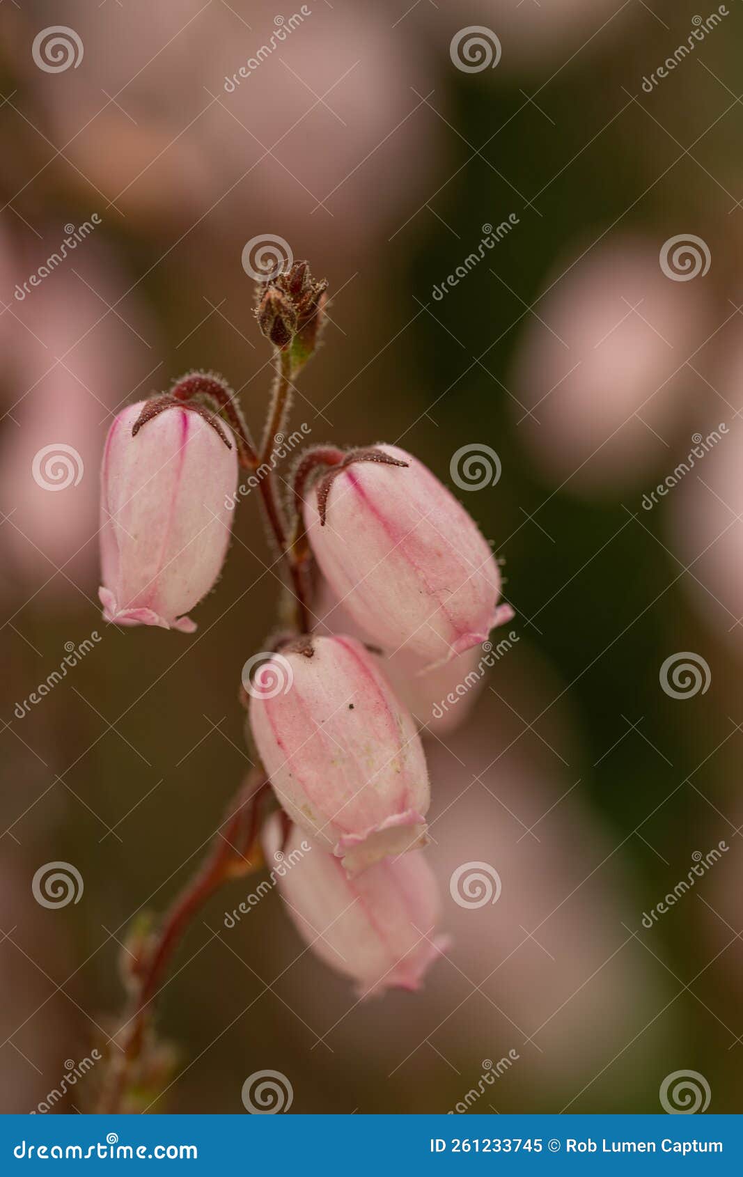 st. dabeocâs heath daboecia cantabrica irish princess, veined pink flowers