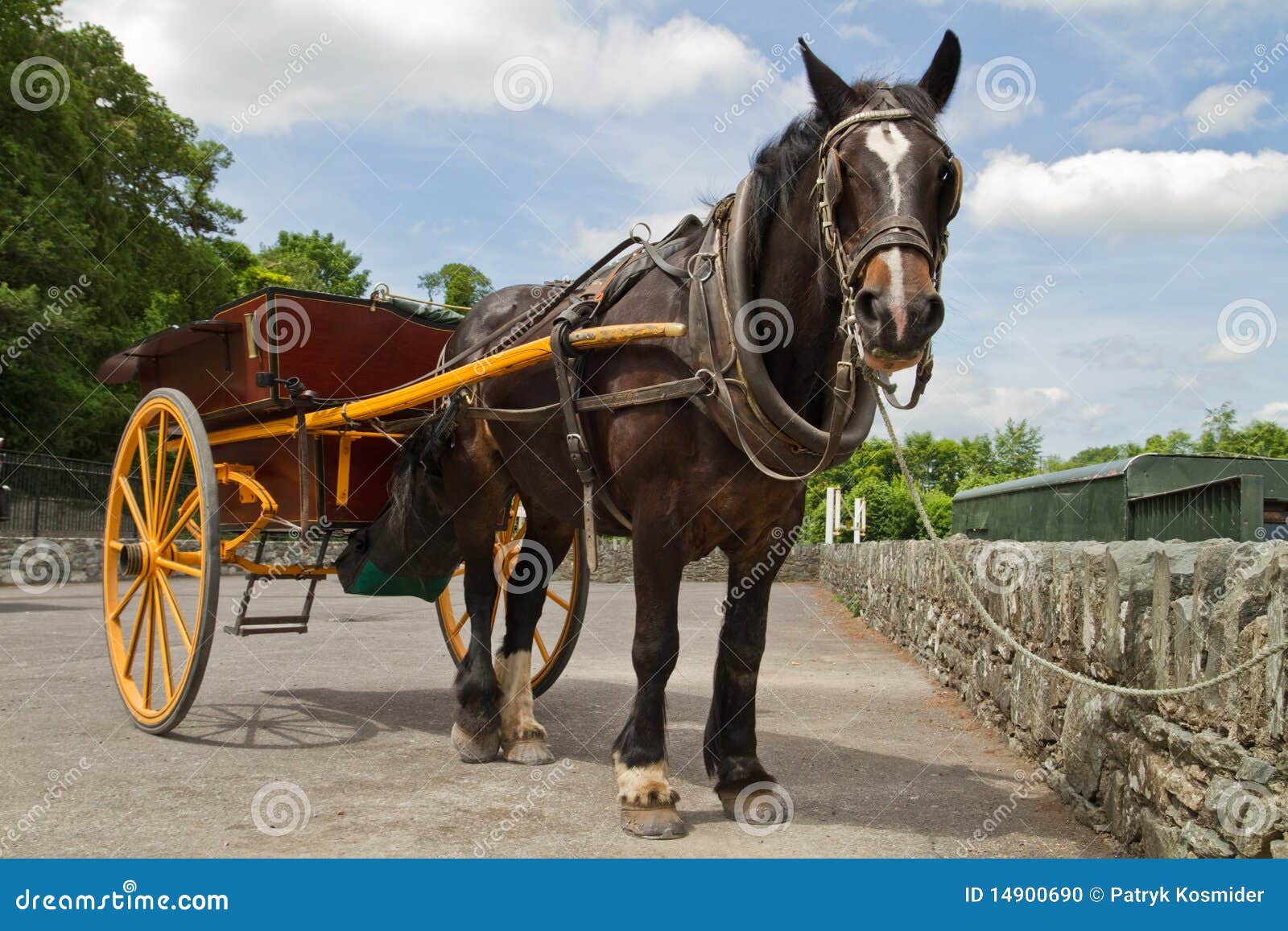 Irish horse stock photo. Image of tourism, kerry, grass 14900690