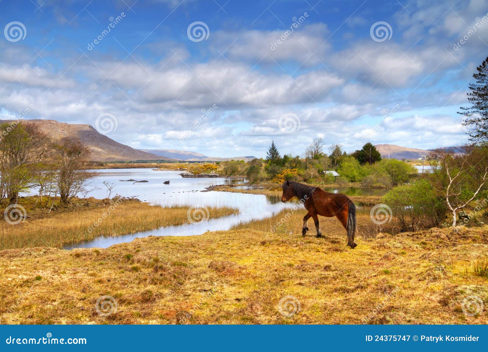 Irish Horse in Connemara Mountains Stock Image Image of meadow, hill