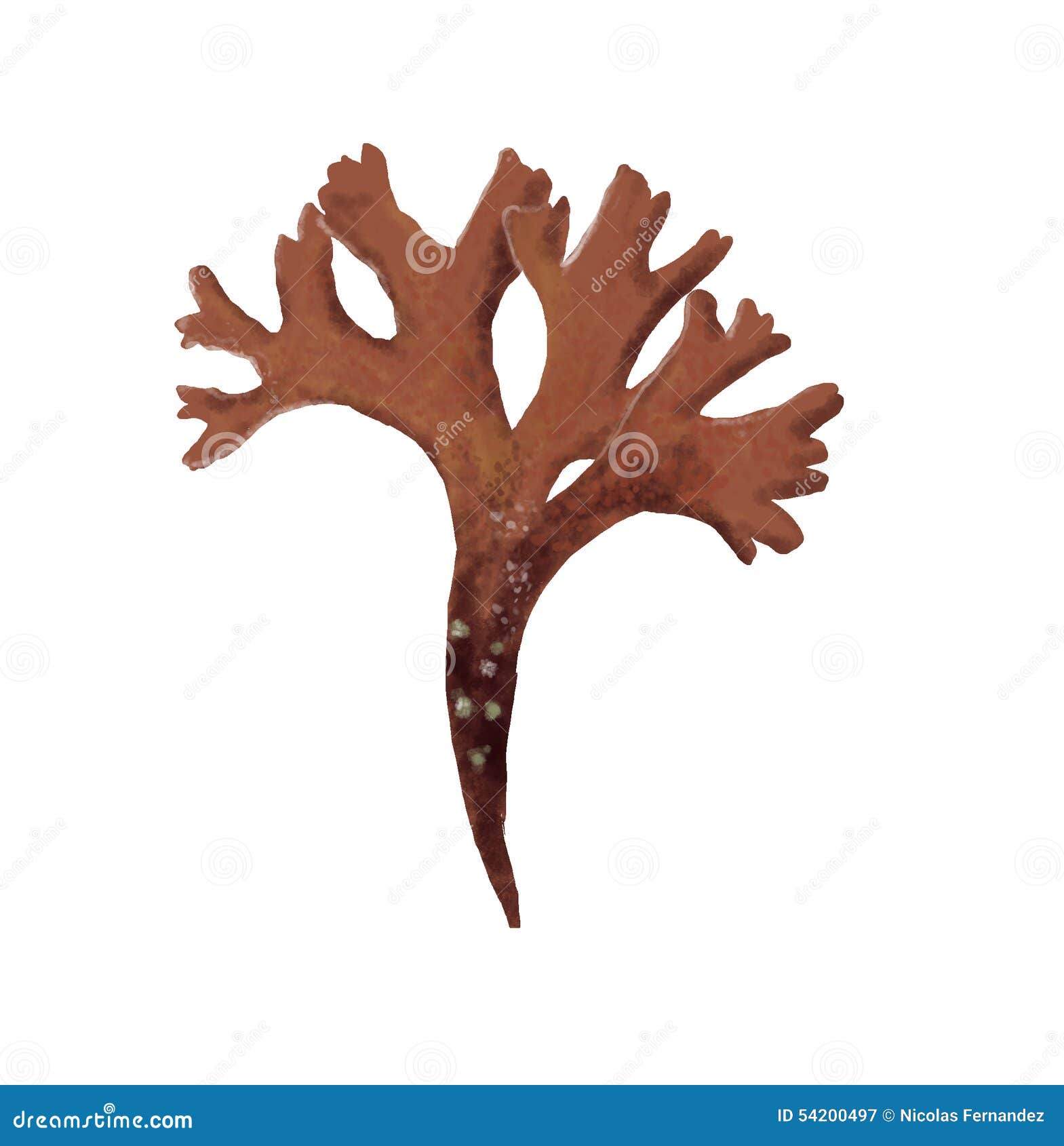 Irish moss stock illustration. Illustration of wrack 54200497