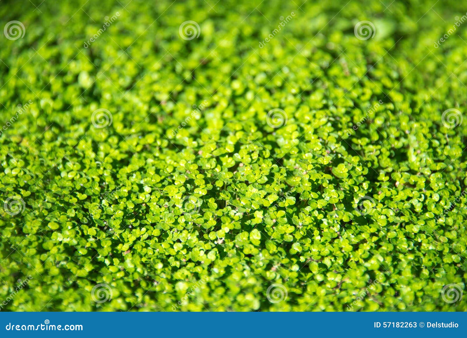 Irish Moss Seaweed And Barnacles Cling To A Rock Stock Photo