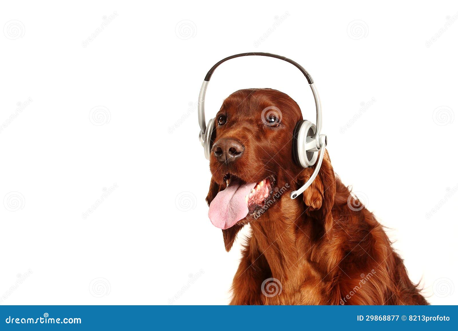 Irish Red Setter Dog With Headphones Stock Image Image of friend