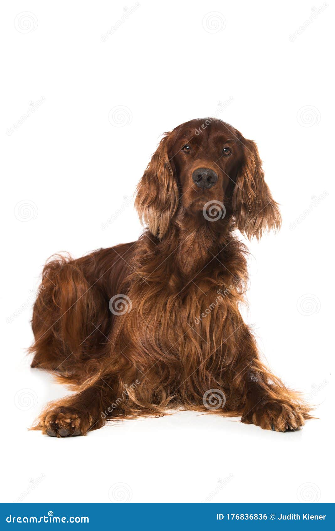 chocolate irish setter